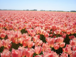 Stunning Apricot Field